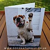 Woof Bulldog Greeting Card - Avanti